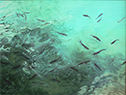 Fish from Above
